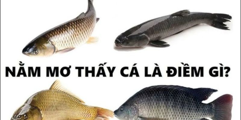 Cách đánh lô đề khi nằm mơ thấy cá tại VN88: Bí quyết thành công 4 Một số con số may mắn liên quan đến việc giấc mơ thấy cá